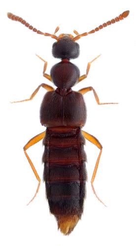 Cordalia obscura
